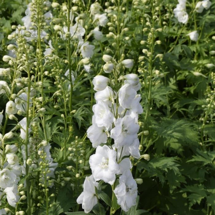 Ridderspore, Delphinium Pacific Galahad