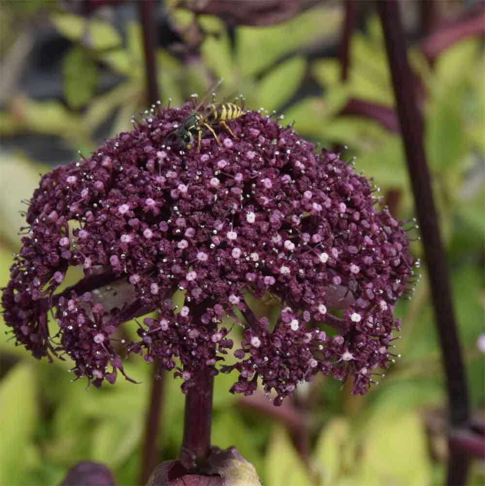 Kvan, ANGELICA gigas - 1 L Potte