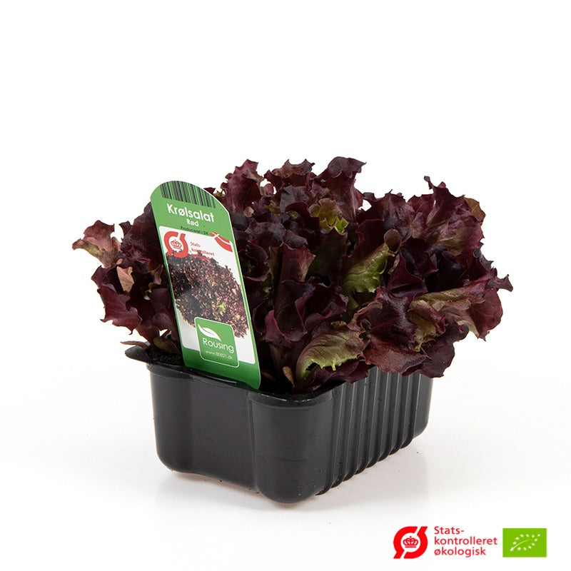 Rød krølsalat i kasse til haven.