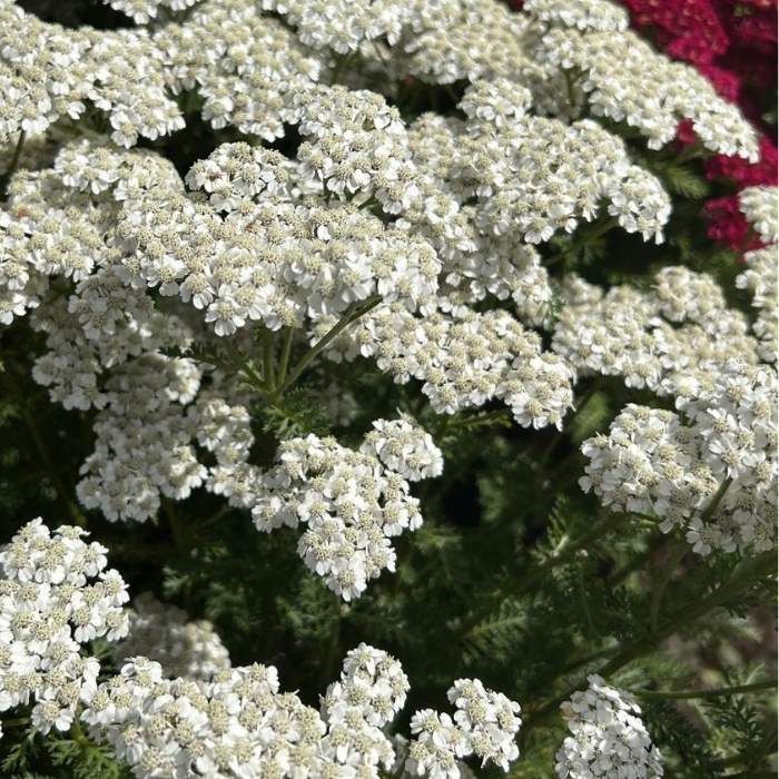 Røllike, ACHILLEA millefolium - 1 L Potte