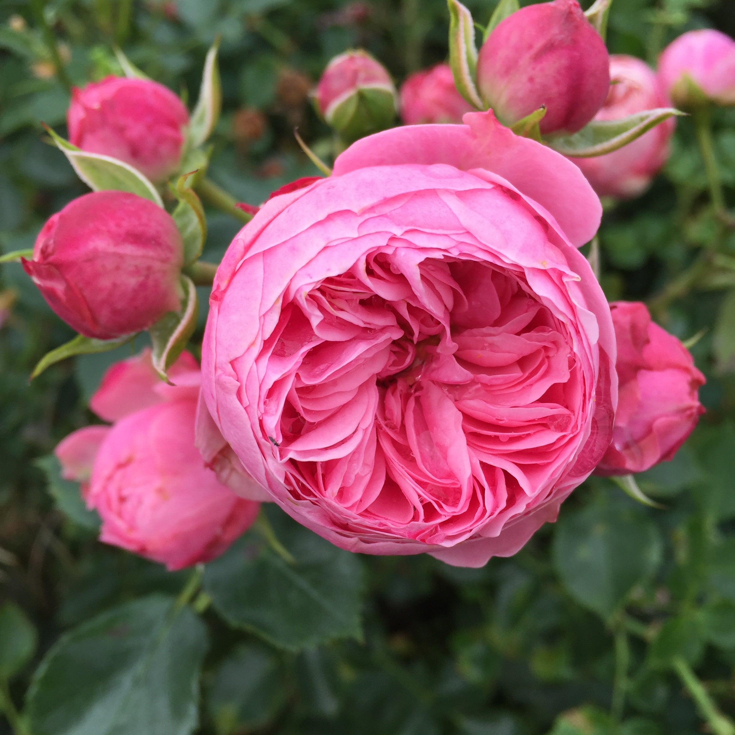Buketrose Rosa 'She loves you', smuk og blomstrende plante.