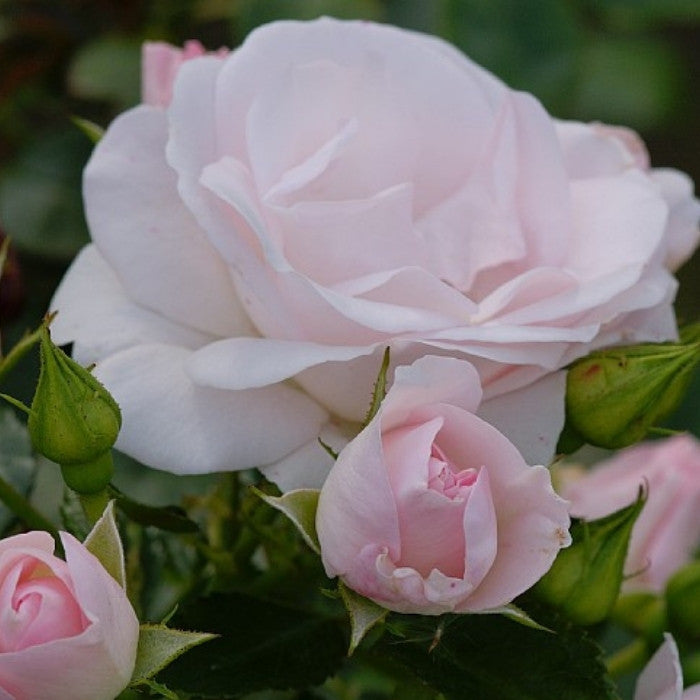 Rose, Rosa 'Aspirin Rose' - Bunddækkerose/buketrose