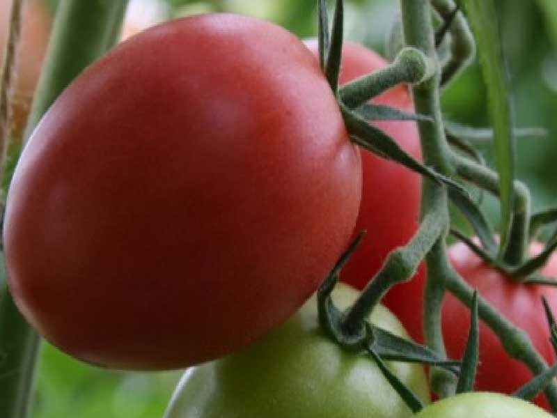 Toftegaard Rosa Blomme tomat - velsmagende tomat til madlavning.