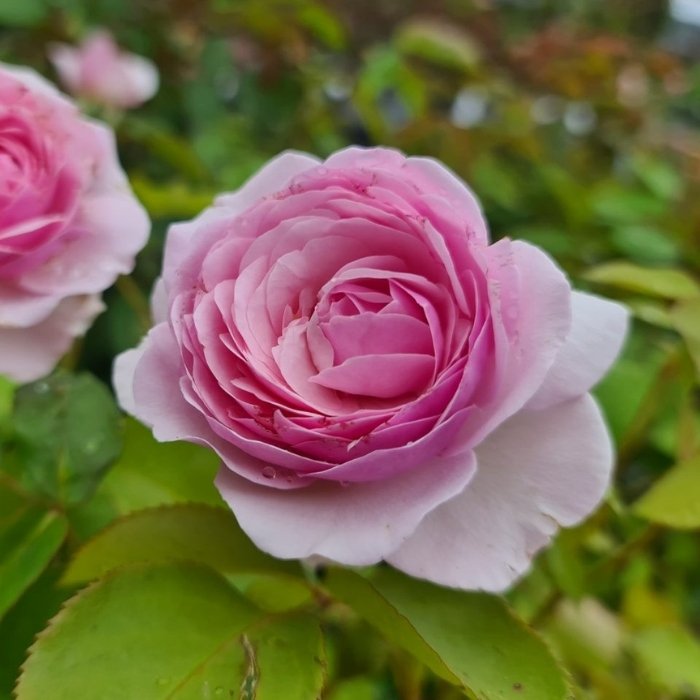 Rose, Rosa 'Olivia Rose' - Engelsk rose