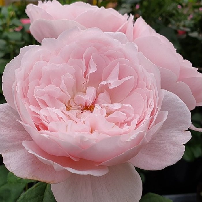Rose, Rosa 'Queen of Sweden' Austiger - Engelsk rose