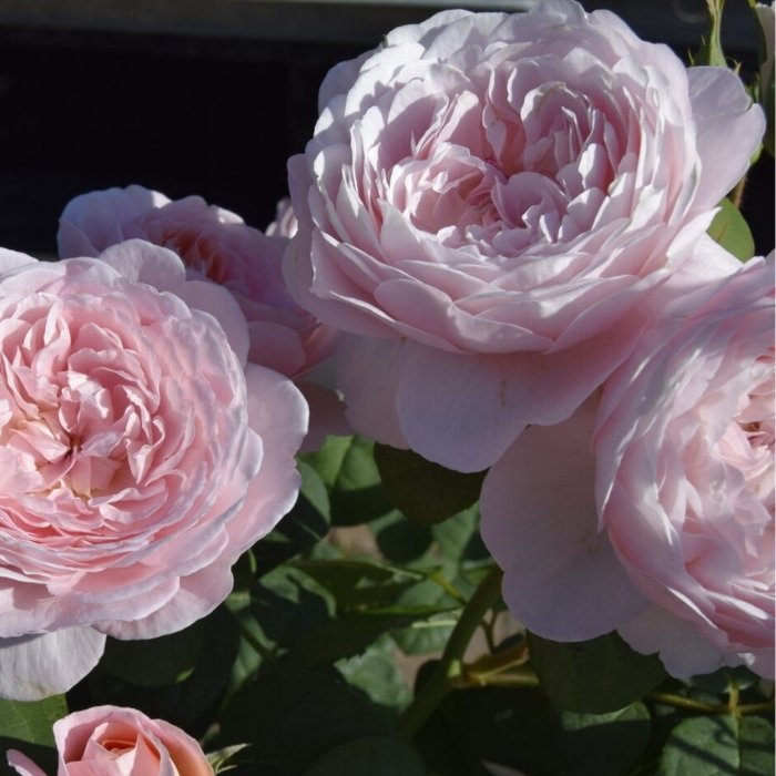 Rose, Rosa 'Queen of Sweden' Austiger - Engelsk rose