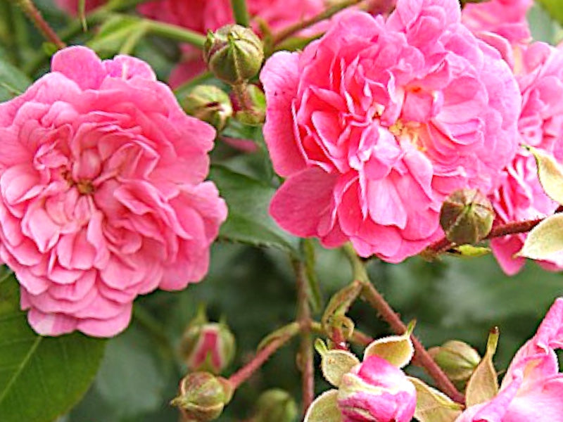 Rosa 'Pink Fairy' - roseplante i potte.
