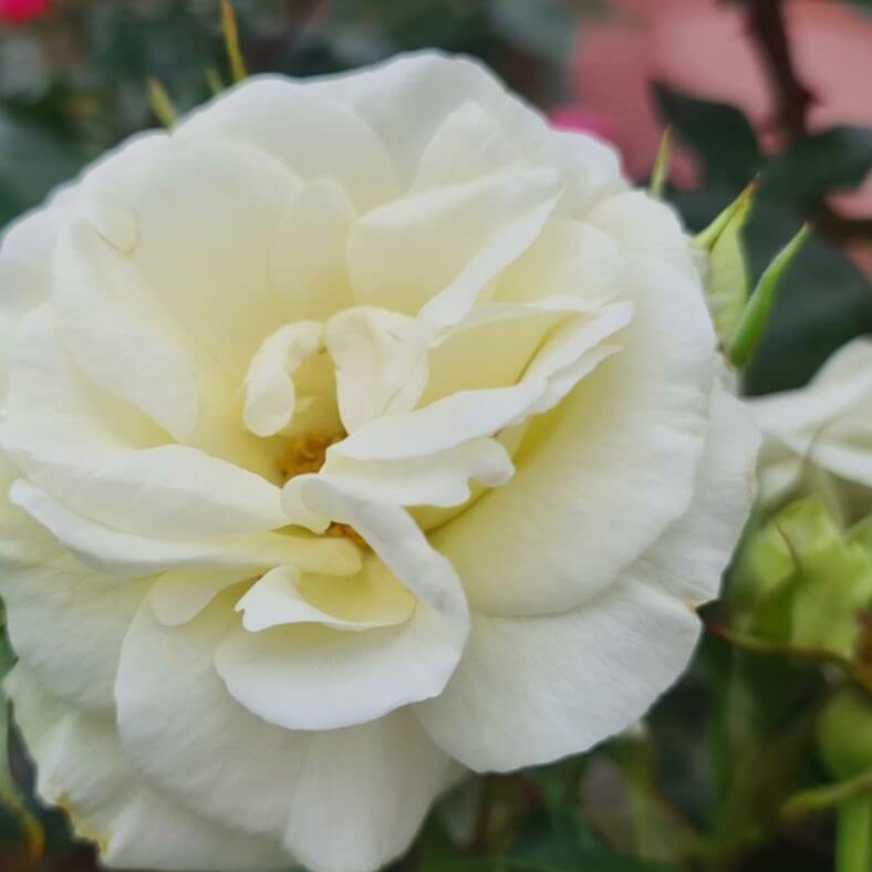 Buketrose Rosa 'La Paloma-85®'
