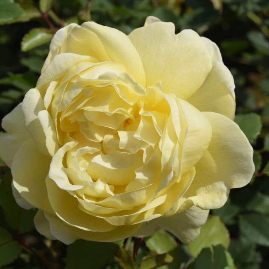 Engelsk rose, Rose 'The Poet's Wife', 130-150 cm høj.