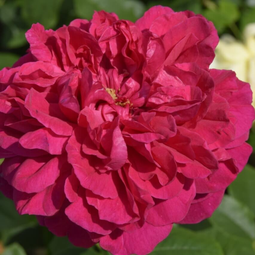 Engelsk rose, Rosa 'Thomas À Becket', blomstrer med smukke roser.