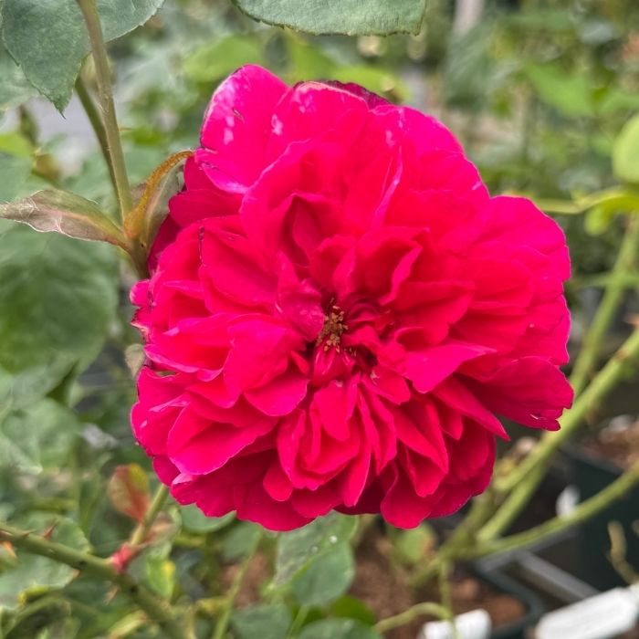 Rose Rosa 'Thomas À Becket' – Smuk engelsk rose med karminrøde, fyldte blomster og kraftig duft