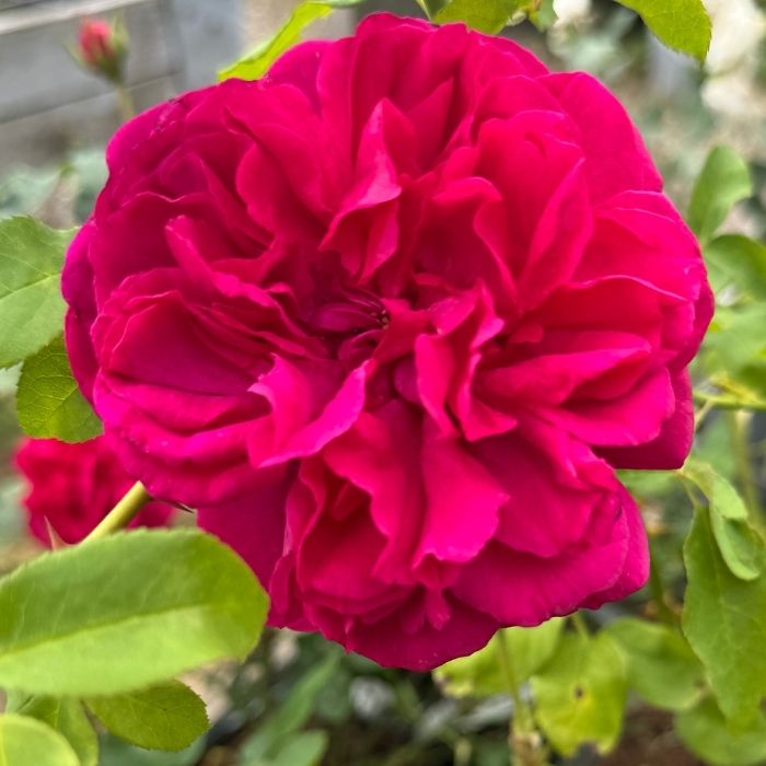 Rose Rosa 'Thomas À Becket' – Smuk engelsk rose med karminrøde, fyldte blomster og kraftig duft