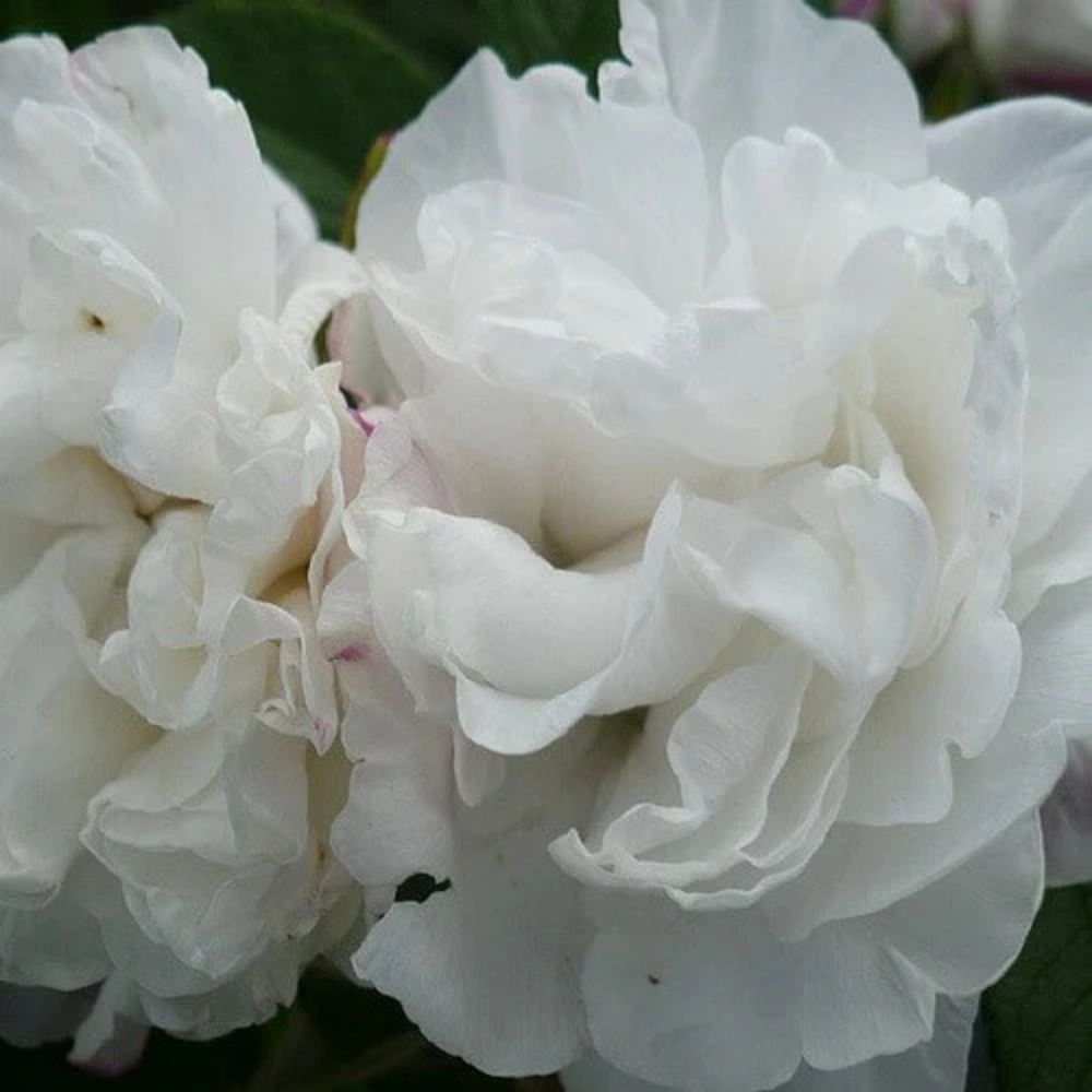 Buskrose 'Louise Bugnet', Rosa rugosa, smuk haveplante.