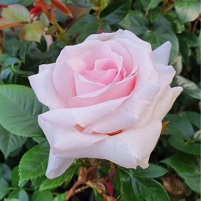 Rose, Rosa 'A Whiter Shade of Pale'