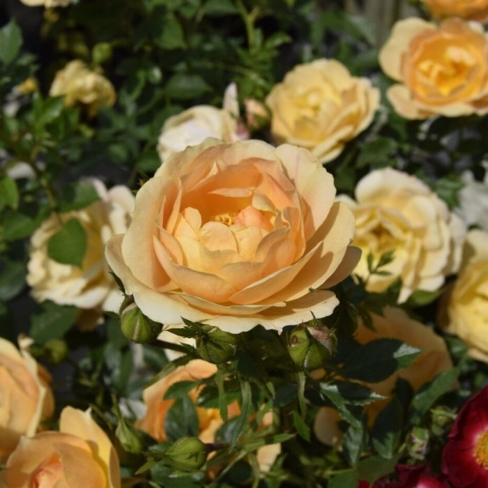 Rose, Rosa 'Amber Cover' - bunddækkende/buketrose