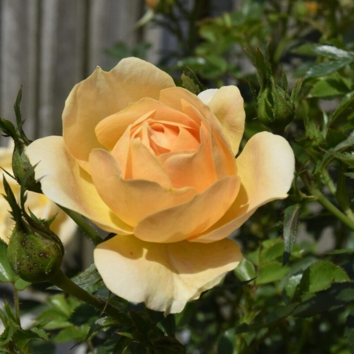 Rose, Rosa 'Amber Cover' - bunddækkende/buketrose