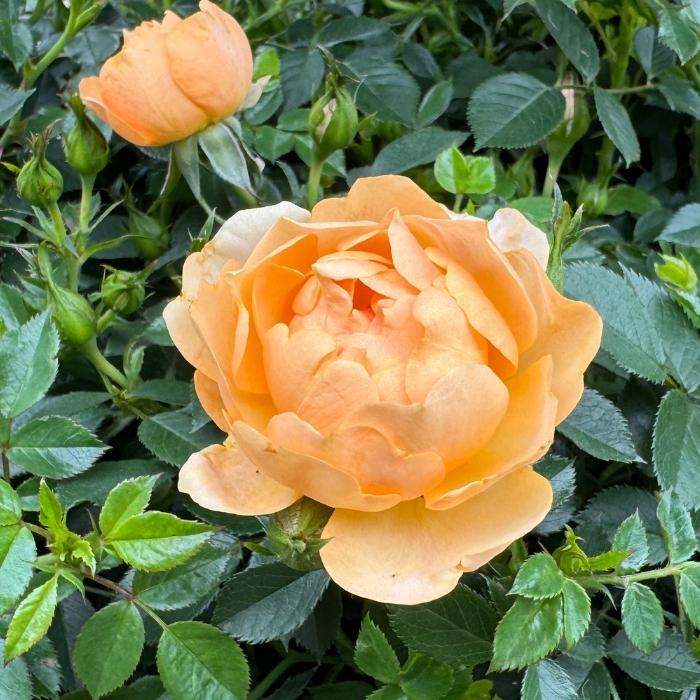 Rose, Rosa 'Amber Cover' – Bunddækkende buketrose