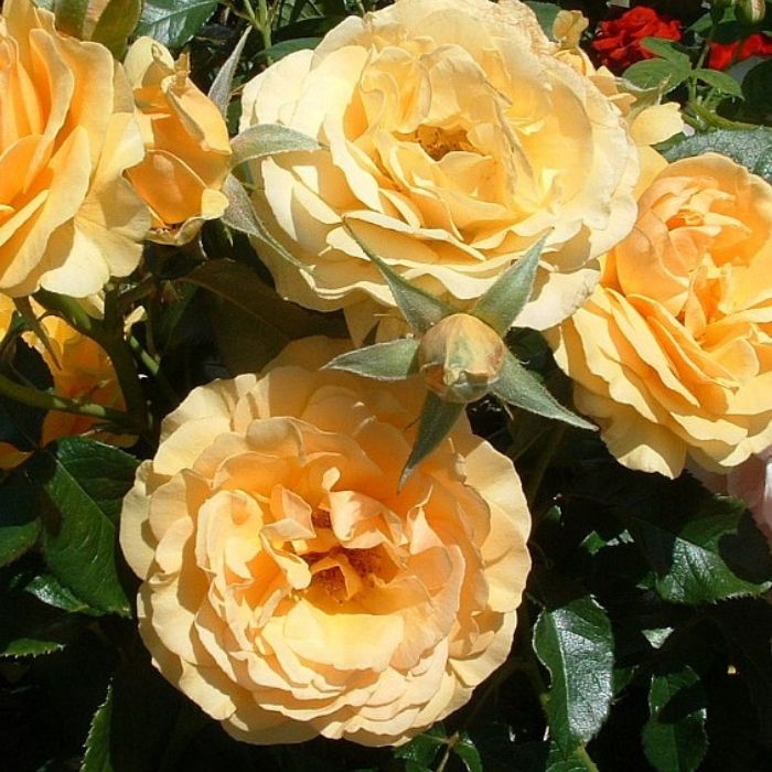 Rose, Rosa 'Amber Queen' - buketrose