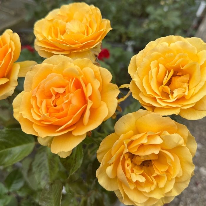 Rose, Rosa 'Amber Queen' - buketrose