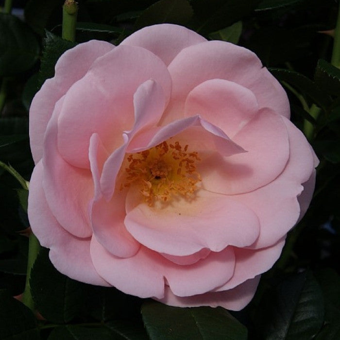 Rose, Rosa 'Astrid Lindgren' - Buketrose