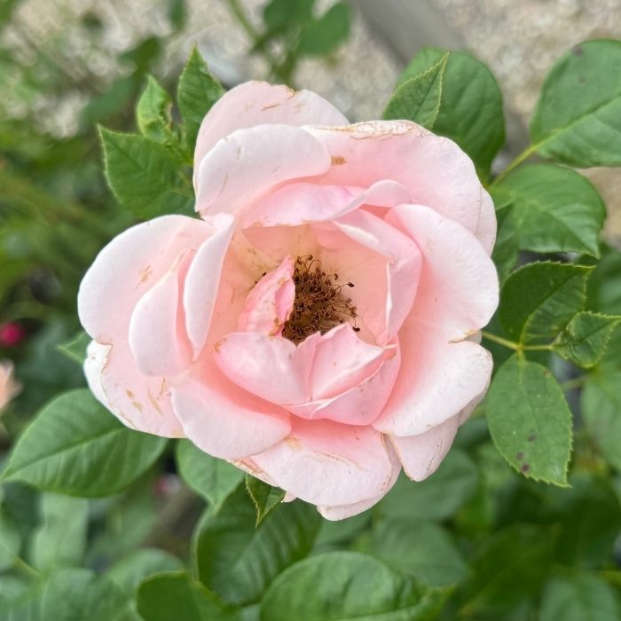Rose, Rosa 'Astrid Lindgren' - Buketrose