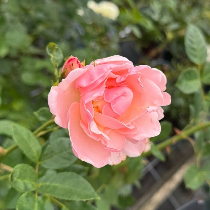 Rose, Rosa 'Astrid Lindgren' - Buketrose