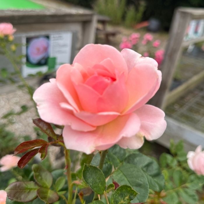 Rose, Rosa 'Astrid Lindgren' - Buketrose