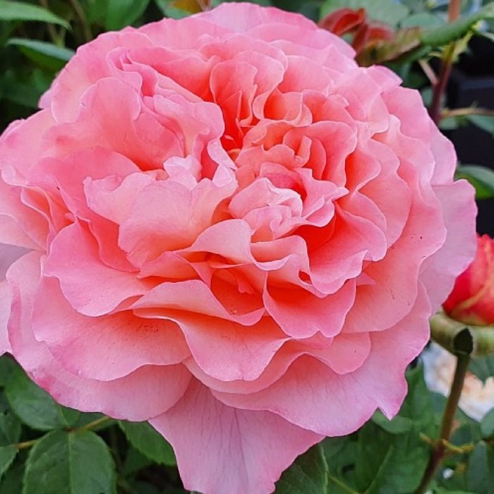Rose, Rosa 'Augusta Luise' - Storblomstrende rose