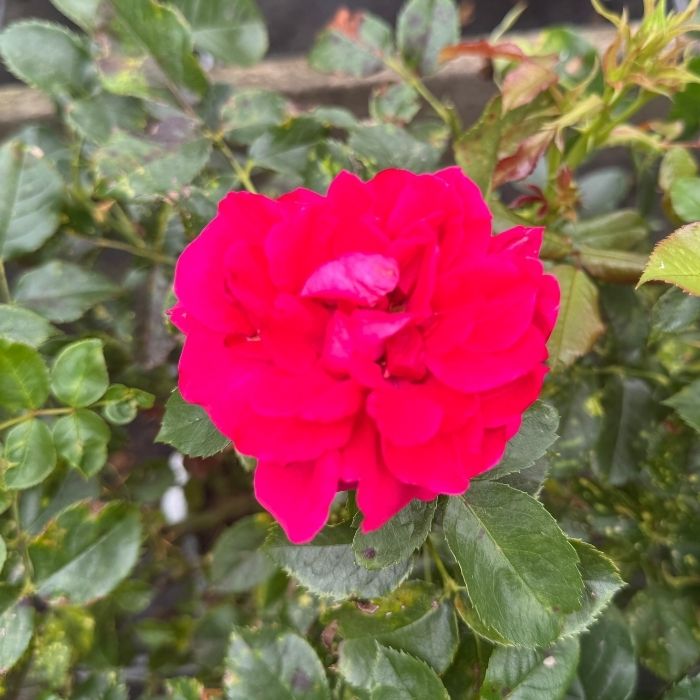 Rose, Rosa 'Avila 2012' - buketrose / krukkerose