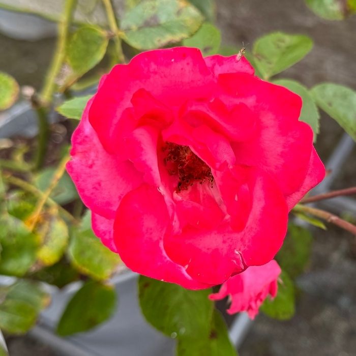 Rose, Rosa 'Bella Rosa' - buketrose