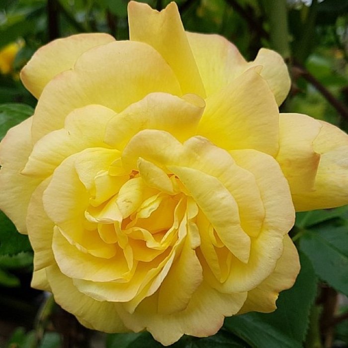 Rose, Rosa 'Chinatown' - Slyngrose