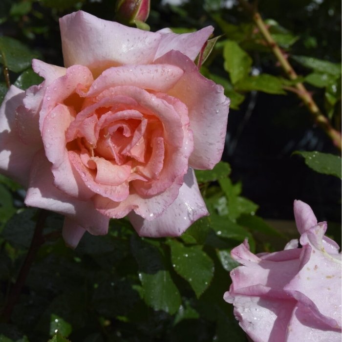 Rose, Rosa 'Compassion' - slyngrose