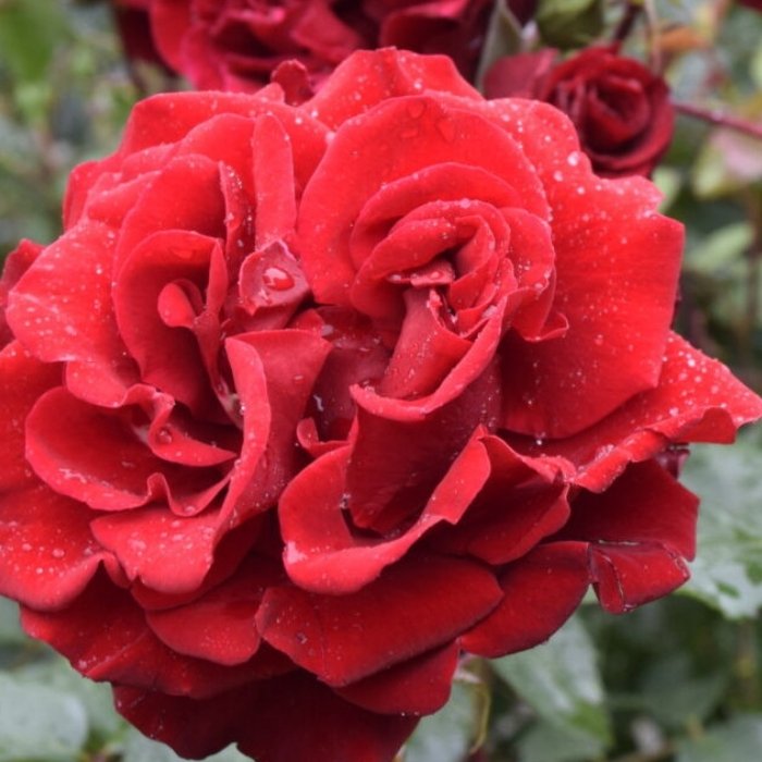 Rose, Rosa 'Crazy in Love Red' - Slyngrose