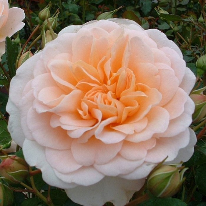 Rose, Rosa 'Crystal´ Poulrek