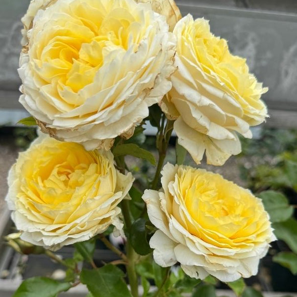 Rose, Rosa 'Elvis' Adablarop