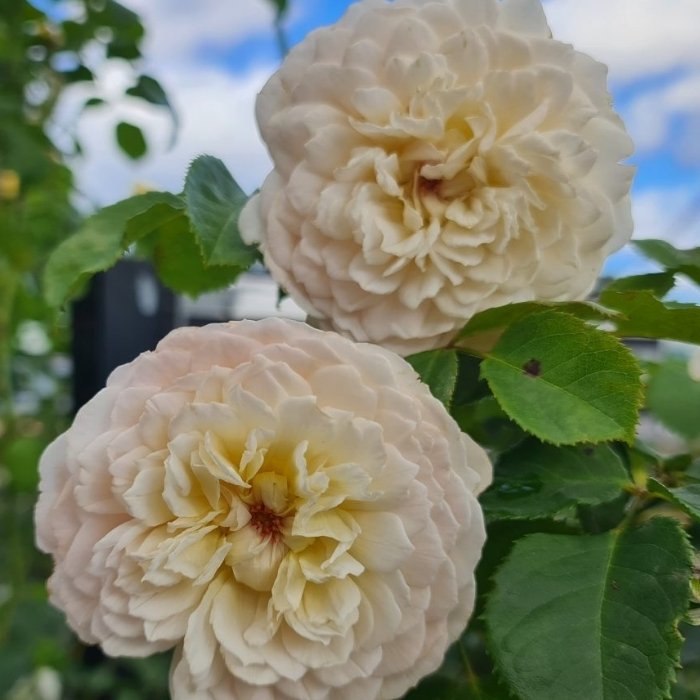 Rose, Rosa 'Emily Brontë Ausearnshaw' - Engelsk rose