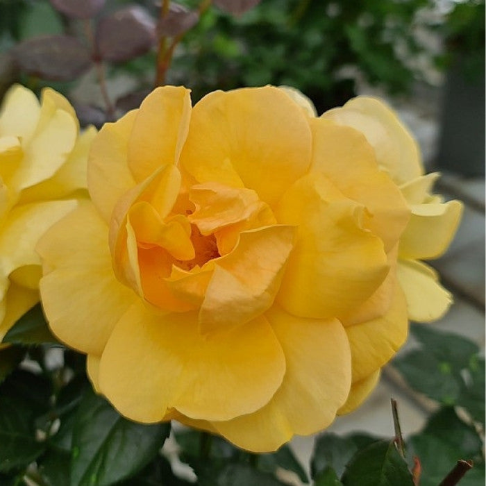 Rose, Rosa 'Friendship Forever' - Buketrose