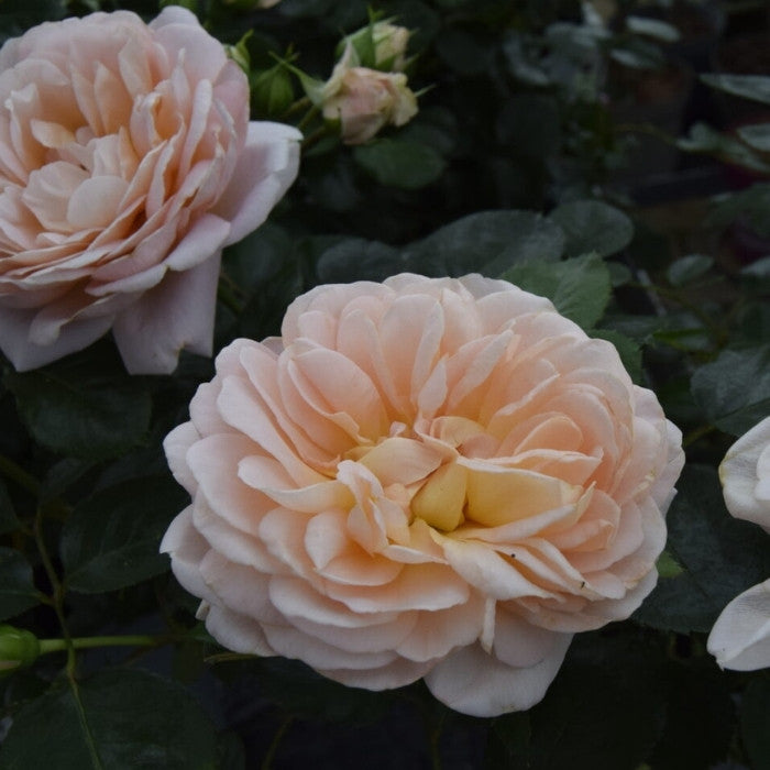 Rose, Rosa 'From far away' - Buketrose