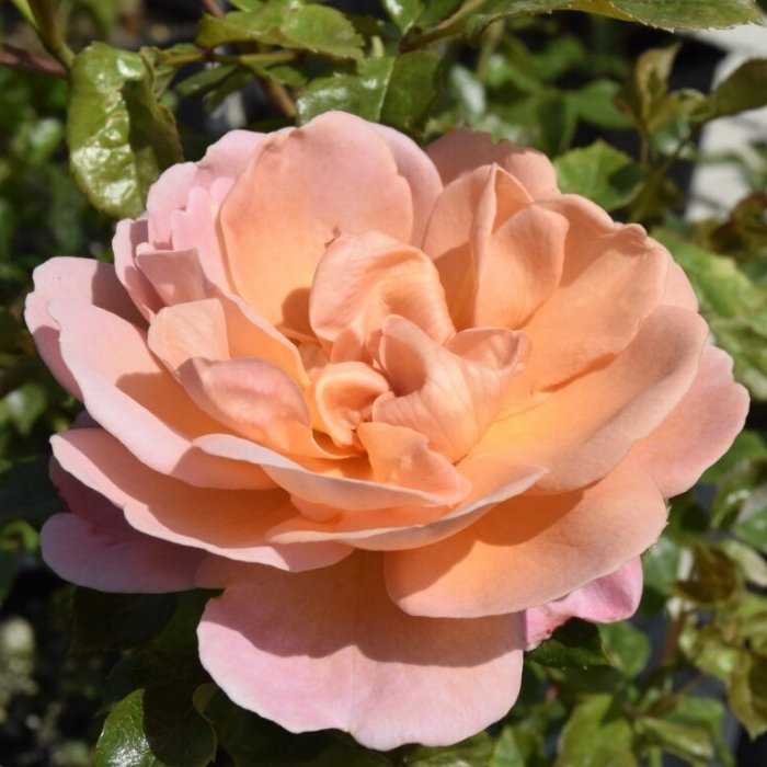 Rose, Rosa 'From far away' - Buketrose