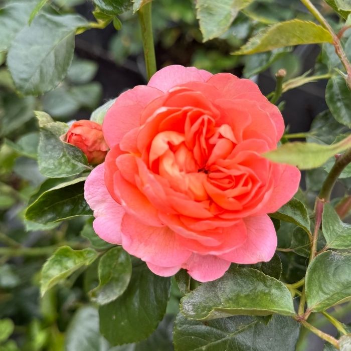 Rose, Rosa 'From far away' - Buketrose