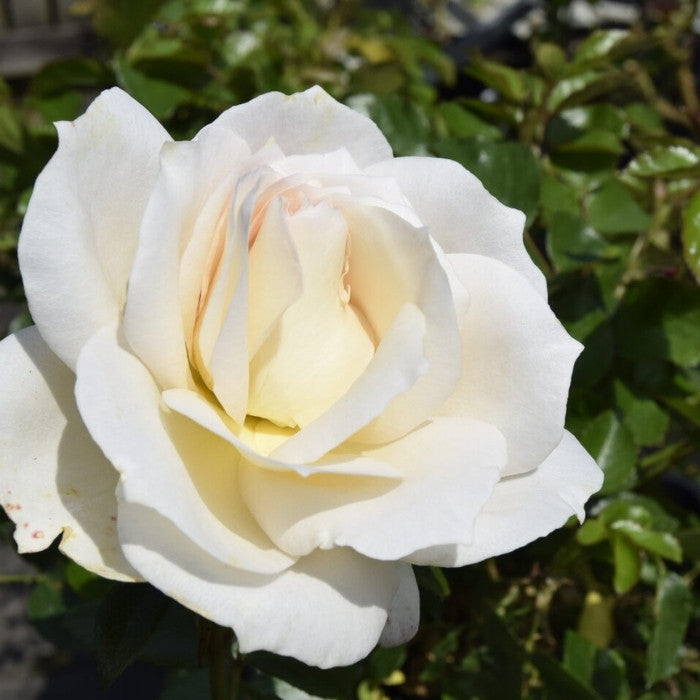 Rose, Rosa 'Fru Nørby' - Buketrose