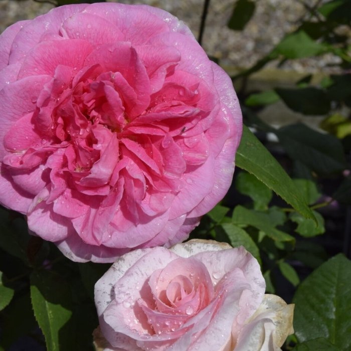 Rose, Rosa 'Gertrude Jekyll' - Engelsk rose