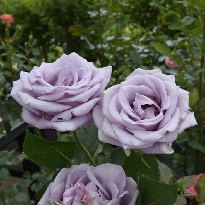 Rose, Rosa 'Gigi' - buketrose