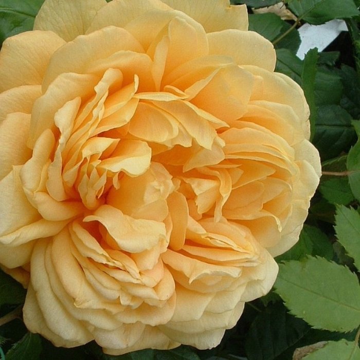 Rose, Rosa 'Golden Celebration' - Engelsk rose