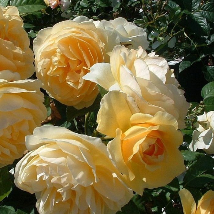 Rose, Rosa 'Golden Celebration' - Engelsk rose