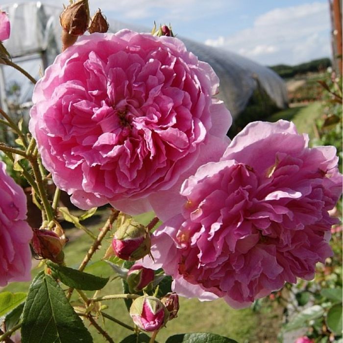Rose, Rosa 'Harlow Carr' - Engelsk rose