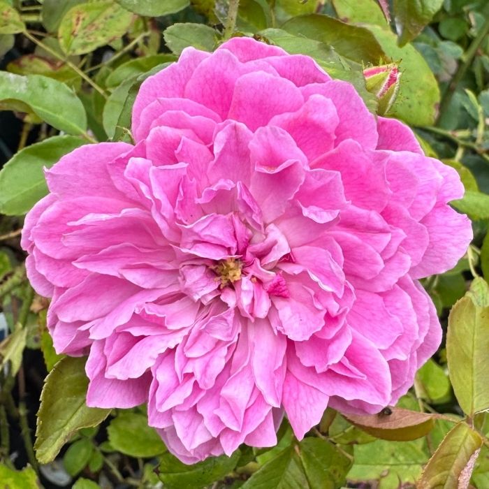 Rose, Rosa 'Harlow Carr' - Engelsk rose