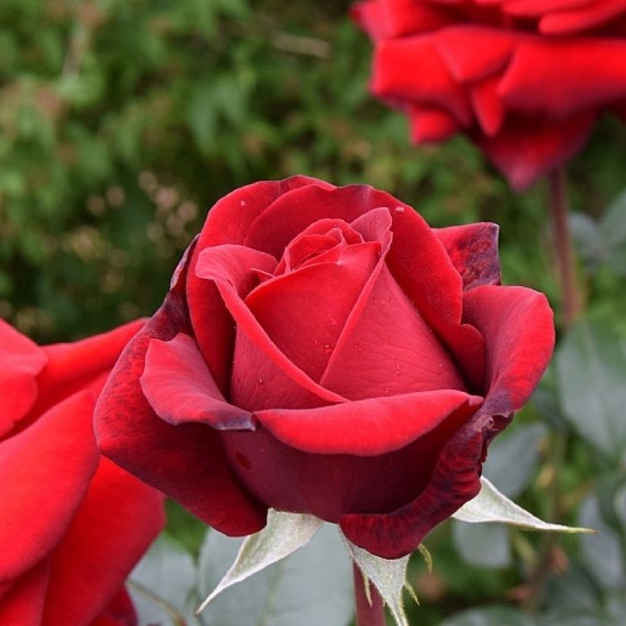 Rose, Rosa 'Ingrid Bergman' - Storblomstrende rose