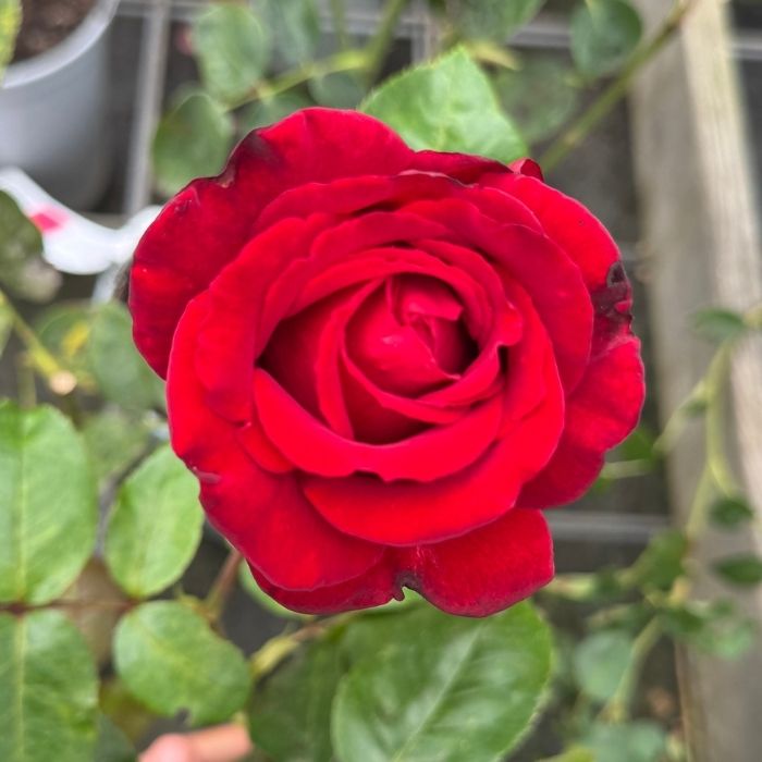 Rose, Rosa 'Ingrid Bergman' - Storblomstrende rose