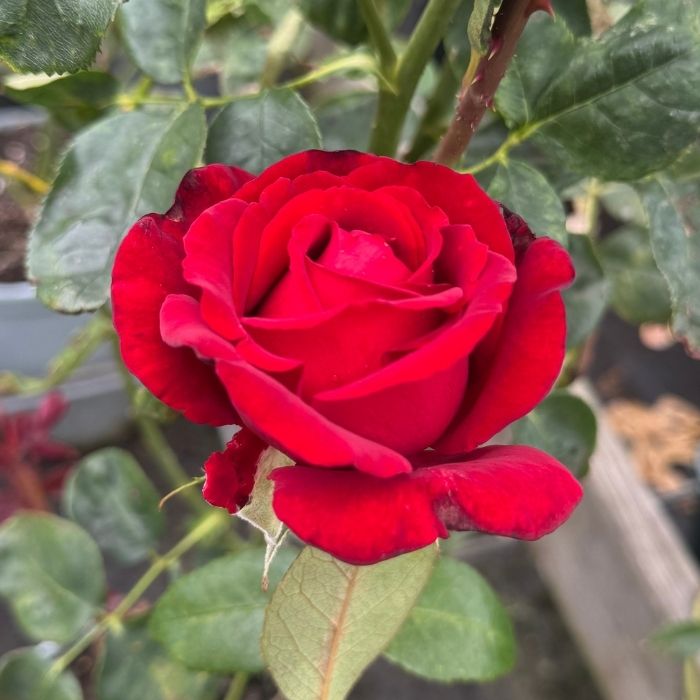 Rose, Rosa 'Ingrid Bergman' - Storblomstrende rose